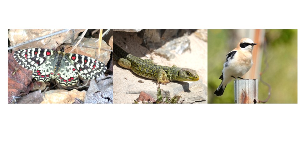Photo Cécilia Fridlender, Proserpine, Lézard ocellé, Traquet oreillard